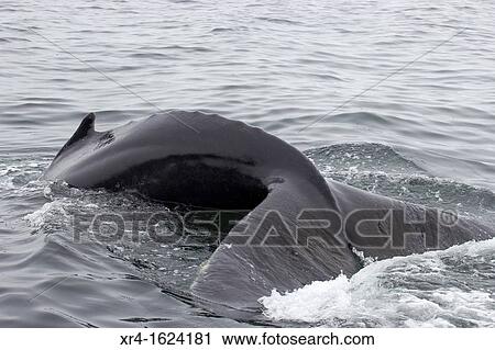 Humpback Whale, Bay of Husavik, Iceland View Large Photo Image Stock Image - Humpback Whale, Bay of Husavik, Iceland. Fotosearch