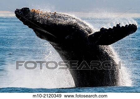 Humpback Whale breaches off the coast of Moss Landing, California, USA View Large Photo Image Stock Photo - Humpback Whale breaches off the coast of Moss Landing, California, USA. Fotosearch