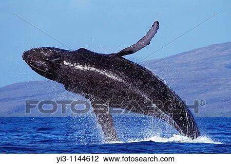 Stock Image - Humpback whale breaches with Lanai in the background, near Maui, Hawaii. Fotosearch