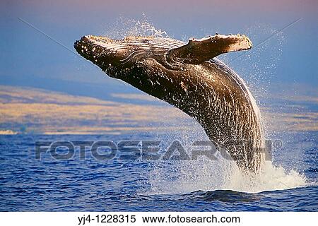 Humpback Whale, breaching at sunset, Megaptera novaeangliae, Hawaii, Pacific Ocean View Large Photo Image Stock Photography - Humpback Whale, breaching at sunset, Megaptera novaeangliae, Hawaii, Pacific Ocean. Fotosearch