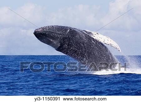 HUmpback whale breaching with clouds in the background near Maui, Hawaii View Large Photo Image Stock Image - HUmpback whale breaching with clouds in the background near Maui, Hawaii. Fotosearch