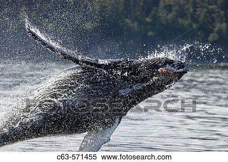 Humpback whale calf (Megaptera novaeangliae) breaching in Southeast Alaska, USA. Pacific Ocean. View Large Photo Image Stock Photography - Humpback whale calf (Megaptera novaeangliae) breaching in Southeast Alaska, USA. Pacific Ocean.. Fotosearch