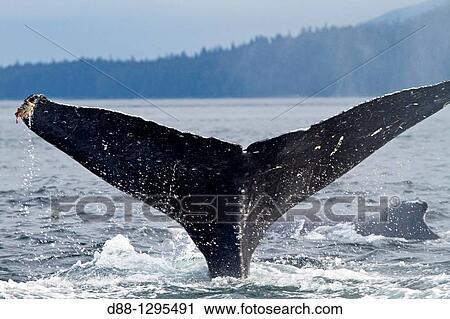 Humpback whale Caudal fin Tail Megaptera novaeangliae Order: Cetacea Suborder: Mysticeti Family: Balaenopteridae. View Large Photo Image Stock Image - Humpback whale Caudal fin Tail Megaptera novaeangliae Order: Cetacea Suborder: Mysticeti Family: Balaenopteridae.. Fotosearch