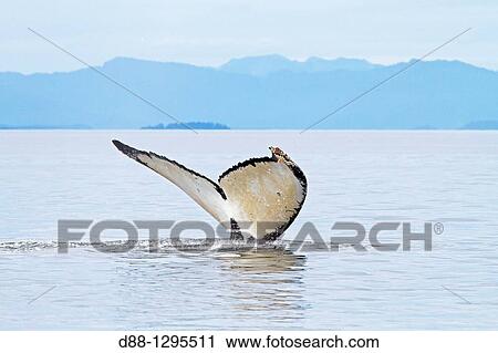 Stock Image - Humpback whale Caudal fin Tail Megaptera novaeangliae Order: Cetacea Suborder: Mysticeti Family: Balaenopteridae.. Fotosearch