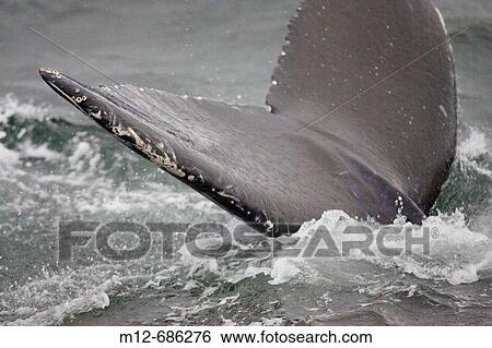 Humpback Whale dives in South Eastern Alaska and reveals fluke, USA View Large Photo Image Stock Photograph - Humpback Whale dives in South Eastern Alaska and reveals fluke, USA. Fotosearch