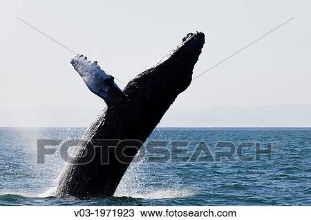 Humpback Whale jumping at the sea near? Isla Esp? iritu Santo?, north of La Paz, Baja California Sur, Mexico. View Large Photo Image Stock Image - Humpback Whale jumping at the sea near? Isla Esp? iritu Santo?, north of La Paz, Baja California Sur, Mexico.. Fotosearch