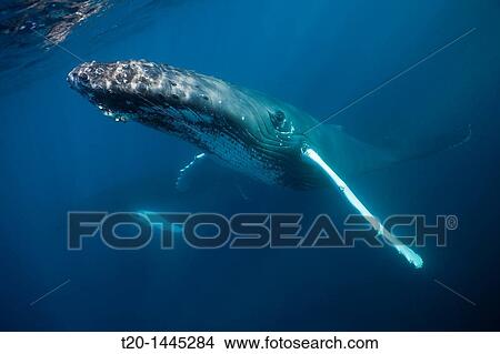 Picture - Humpback Whale, Megaptera novaeangliae, Samana Peninsula, Dominican Republic. Fotosearch
