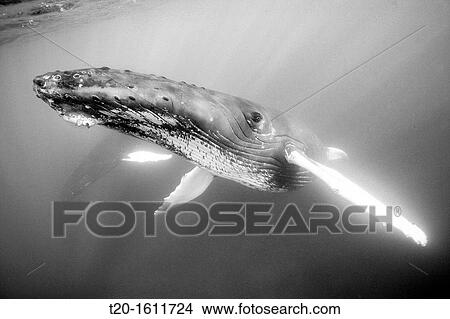 Picture - Humpback Whale, Megaptera novaeangliae, Silver Bank, Atlantic Ocean, Dominican Republic. Fotosearch