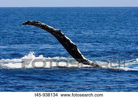 Humpback Whale (Megaptera novaeangliae) pectoral fin View Large Photo Image Picture - Humpback Whale (Megaptera novaeangliae) pectoral fin. Fotosearch