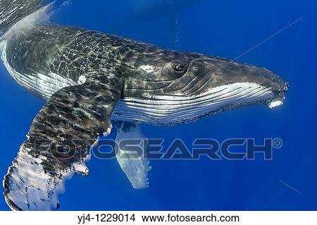 Picture - humpback whale, Megaptera novaeangliae, Hawaii, USA, Pacific Ocean. Fotosearch