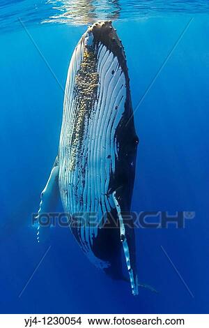 humpback whale, Megaptera novaeangliae, Hawaii, USA, Pacific Ocean View Large Photo Image Picture - humpback whale, Megaptera novaeangliae, Hawaii, USA, Pacific Ocean. Fotosearch