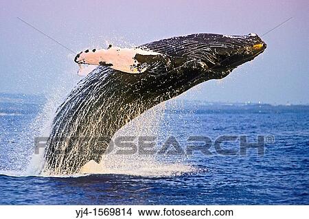 humpback whale, Megaptera novaeangliae, breaching, Hawaii, USA, Pacific Ocean View Large Photo Image Picture - humpback whale, Megaptera novaeangliae, breaching, Hawaii, USA, Pacific Ocean. Fotosearch