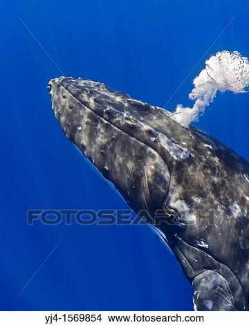 Humpback Whale, Megaptera novaeangliae, blowing bubbles, Hawaii, Pacific Ocean View Large Photo Image Picture - Humpback Whale, Megaptera novaeangliae, blowing bubbles, Hawaii, Pacific Ocean. Fotosearch