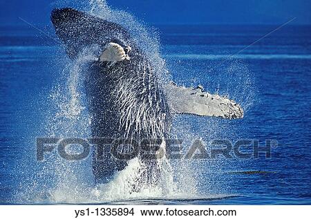 HUMPBACK WHALE megaptera novaeangliae, ADULT BREACHING, ALASKA View Large Photo Image Picture - HUMPBACK WHALE megaptera novaeangliae, ADULT BREACHING, ALASKA. Fotosearch