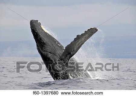 Humpback whale, Megaptera novaeangliae, breaching, Big Island, Hawaii, North Pacific View Large Photo Image Stock Image - Humpback whale, Megaptera novaeangliae, breaching, Big Island, Hawaii, North Pacific. Fotosearch