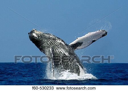 Stock Image - Humpback whale, Megaptera novaeangliae, breaching, Kailua-Kona, Big Island, Hawaii (Pacific). Fotosearch