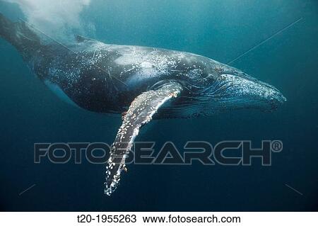 Humpback Whale, Megaptera novaeangliae, Indian Ocean, Wild Coast, South Africa. View Large Photo Image Stock Image - Humpback Whale, Megaptera novaeangliae, Indian Ocean, Wild Coast, South Africa.. Fotosearch