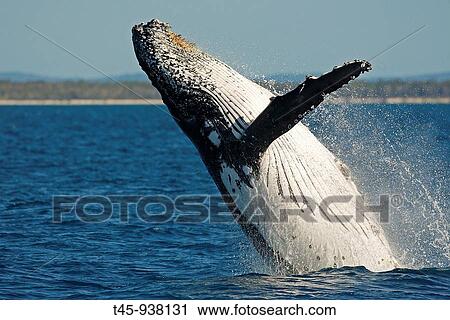 Humpback Whale (Megaptera novaeangliae) breaching View Large Photo Image Stock Image - Humpback Whale (Megaptera novaeangliae) breaching. Fotosearch