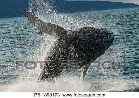 Humpback whale Megaptera novaeangliae breaching in Husavik, Iceland View Large Photo Image Stock Image - Humpback whale Megaptera novaeangliae breaching in Husavik, Iceland. Fotosearch