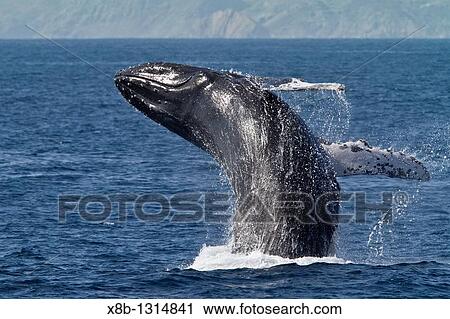 Humpback whale Megaptera novaeangliae breaching on the Pacific side of Isla Magdalena, Baja California Sur, Mexico View Large Photo Image Stock Image - Humpback whale Megaptera novaeangliae breaching on the Pacific side of Isla Magdalena, Baja California Sur, Mexico. Fotosearch