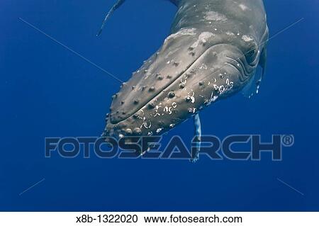 Stock Image - Humpback whale Megaptera novaeangliae underwater in the AuAu Channel separating Maui from Lanai, Hawaii Pacific Ocean. Fotosearch