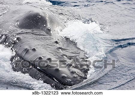 Humpback whale, Megaptera novaeangliae, in Drake Passage some 330nm north of the Antarctic Peninsula. View Large Photo Image Stock Image - Humpback whale, Megaptera novaeangliae, in Drake Passage some 330nm north of the Antarctic Peninsula.. Fotosearch