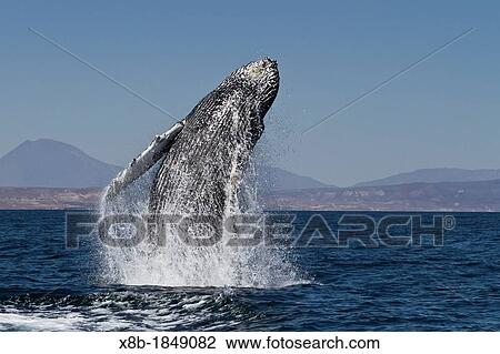 Humpback whale Megaptera novaeangliae breaching near Isla San Marcos in the Gulf of California Sea of Cortez, Baja California Sur, Mexico View Large Photo Image Stock Image - Humpback whale Megaptera novaeangliae breaching near Isla San Marcos in the Gulf of California Sea of Cortez, Baja California Sur, Mexico. Fotosearch