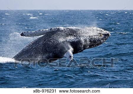 Humpback whale Megaptera novaeangliae breaching in the lower Gulf of California Sea of Cortez, Baja California Sur, Mexico View Large Photo Image Stock Image - Humpback whale Megaptera novaeangliae breaching in the lower Gulf of California Sea of Cortez, Baja California Sur, Mexico. Fotosearch