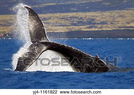 humpback whale, Megaptera novaeangliae, displaying a powerful peduncle throw, Hawaii, USA, Pacific Ocean View Large Photo Image Stock Image - humpback whale, Megaptera novaeangliae, displaying a powerful peduncle throw, Hawaii, USA, Pacific Ocean. Fotosearch