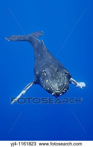 Stock Image - humpback whale, Megaptera novaeangliae, Hawaii, USA, Pacific Ocean. Fotosearch