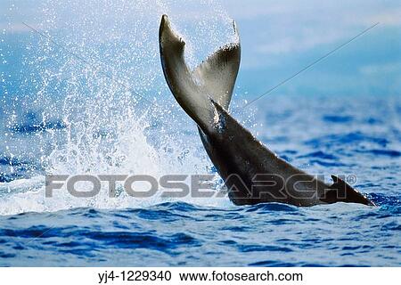 humpback whale, Megaptera novaeangliae, newborn calf, lobtailing or tail slapping, Hawaii, USA, Pacific Ocean View Large Photo Image Stock Image - humpback whale, Megaptera novaeangliae, newborn calf, lobtailing or tail slapping, Hawaii, USA, Pacific Ocean. Fotosearch