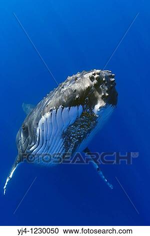 humpback whale, Megaptera novaeangliae, Hawaii, USA, Pacific Ocean View Large Photo Image Stock Image - humpback whale, Megaptera novaeangliae, Hawaii, USA, Pacific Ocean. Fotosearch