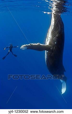 Stock Image - humpback whale, Megaptera novaeangliae, and diver, reaching out for a physical contact, Pacific Ocean. Fotosearch