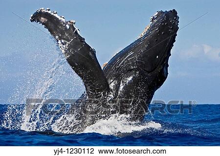 humpback whale, Megaptera novaeangliae, breaching, Hawaii, USA, Pacific Ocean View Large Photo Image Stock Image - humpback whale, Megaptera novaeangliae, breaching, Hawaii, USA, Pacific Ocean. Fotosearch