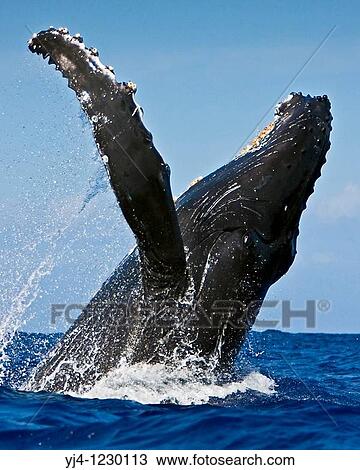 humpback whale, Megaptera novaeangliae, breaching, Hawaii, USA, Pacific Ocean View Large Photo Image Stock Image - humpback whale, Megaptera novaeangliae, breaching, Hawaii, USA, Pacific Ocean. Fotosearch