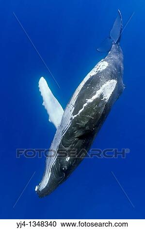 humpback whale, Megaptera novaeangliae, diving, Hawaii, USA, Pacific Ocean View Large Photo Image Stock Image - humpback whale, Megaptera novaeangliae, diving, Hawaii, USA, Pacific Ocean. Fotosearch