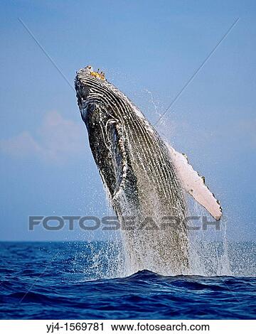 humpback whale, Megaptera novaeangliae, breaching, Hawaii, USA, Pacific Ocean View Large Photo Image Stock Image - humpback whale, Megaptera novaeangliae, breaching, Hawaii, USA, Pacific Ocean. Fotosearch