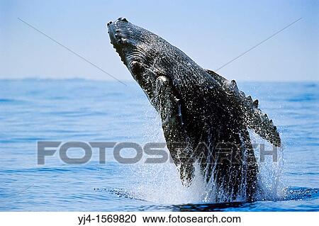 humpback whale, Megaptera novaeangliae, newborn calf breaching, Hawaii, USA, Pacific Ocean View Large Photo Image Stock Image - humpback whale, Megaptera novaeangliae, newborn calf breaching, Hawaii, USA, Pacific Ocean. Fotosearch