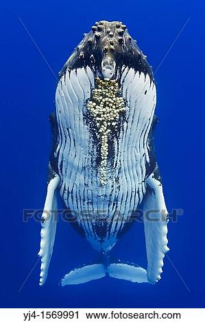 Stock Image - humpback whale, Megaptera novaeangliae, with parasitic acorn barnacles attached under chin, Cornula diaderma, Hawaii, USA, Pacific Ocean. Fotosearch