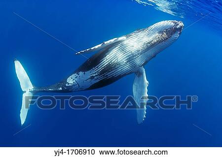 humpback whale, Megaptera novaeangliae, offshore, Hawaii, USA, Pacific Ocean View Large Photo Image Stock Image - humpback whale, Megaptera novaeangliae, offshore, Hawaii, USA, Pacific Ocean. Fotosearch