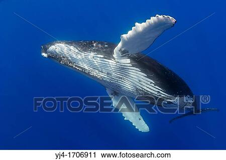 humpback whale, Megaptera novaeangliae, Hawaii, USA, Pacific Ocean View Large Photo Image Stock Image - humpback whale, Megaptera novaeangliae, Hawaii, USA, Pacific Ocean. Fotosearch