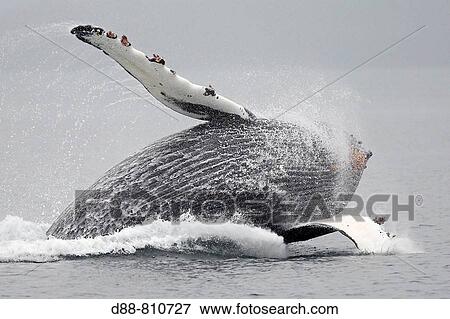 Humpback whale (Megaptera novaeangliae) breaching. Frederick Sound, Alaska, USA View Large Photo Image Stock Photo - Humpback whale (Megaptera novaeangliae) breaching. Frederick Sound, Alaska, USA. Fotosearch