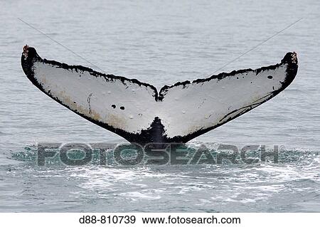 Humpback whale (Megaptera novaeangliae) caudal fin. Frederick Sound, Alaska, USA View Large Photo Image Stock Photo - Humpback whale (Megaptera novaeangliae) caudal fin. Frederick Sound, Alaska, USA. Fotosearch