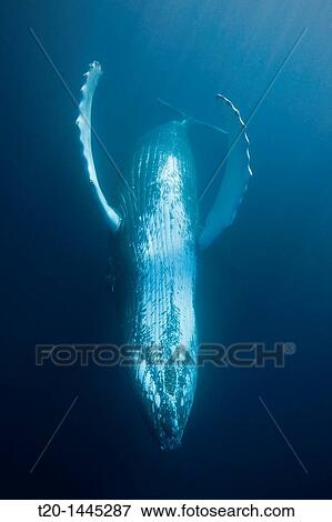 Humpback Whale, Megaptera novaeangliae, Samana Peninsula, Dominican Republic View Large Photo Image Stock Photo - Humpback Whale, Megaptera novaeangliae, Samana Peninsula, Dominican Republic. Fotosearch