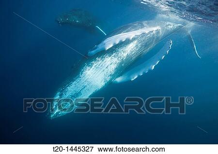 Humpback Whale, Megaptera novaeangliae, Silver Bank, Atlantic Ocean, Dominican Republic View Large Photo Image Stock Photo - Humpback Whale, Megaptera novaeangliae, Silver Bank, Atlantic Ocean, Dominican Republic. Fotosearch