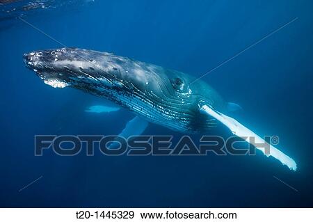 Humpback Whale, Megaptera novaeangliae, Silver Bank, Atlantic Ocean, Dominican Republic View Large Photo Image Stock Photo - Humpback Whale, Megaptera novaeangliae, Silver Bank, Atlantic Ocean, Dominican Republic. Fotosearch