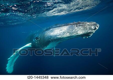 Humpback Whale, Megaptera novaeangliae, Silver Bank, Atlantic Ocean, Dominican Republic View Large Photo Image Stock Photo - Humpback Whale, Megaptera novaeangliae, Silver Bank, Atlantic Ocean, Dominican Republic. Fotosearch
