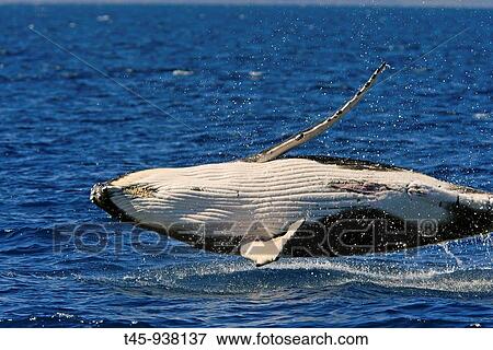 Humpback Whale (Megaptera novaeangliae) breaching View Large Photo Image Stock Photo - Humpback Whale (Megaptera novaeangliae) breaching. Fotosearch
