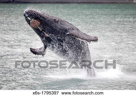 Stock Photo - Humpback whale - Megaptera novaeangliae -, Kenai Fjords National Park, Alaska, U S A. Fotosearch