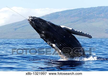 Humpback whale Megaptera novaeangliae calf breaching in the AuAu Channel, Maui, Hawaii, USA Pacific Ocean View Large Photo Image Stock Photo - Humpback whale Megaptera novaeangliae calf breaching in the AuAu Channel, Maui, Hawaii, USA Pacific Ocean. Fotosearch